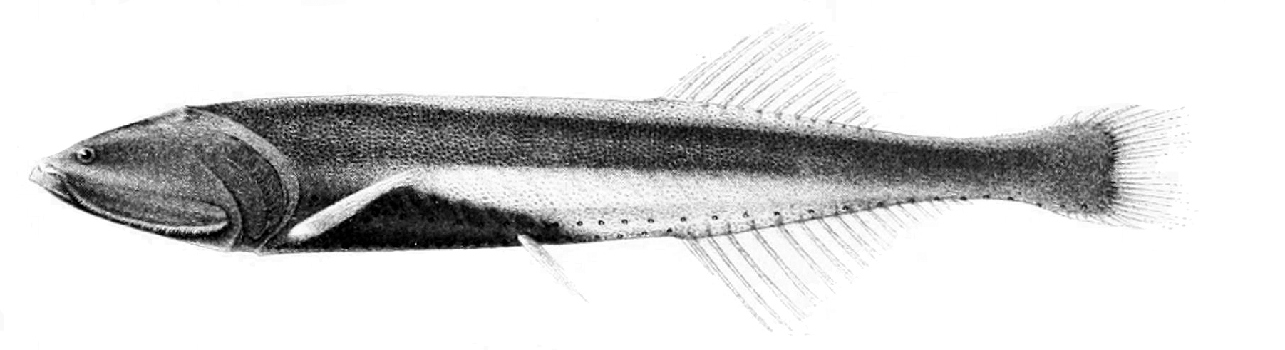 Bicolored Bristlemouth (Cyclothone pallida) |commons:File:Cyclothone pallida.jpg