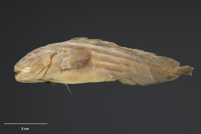 Bidenichthys beeblebroxi (Bidenichthys beeblebroxi) |commons:File:MA I256794 Bidenichthys beeblebroxi.jpg