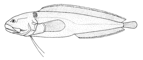 Bidenichthys consobrinus (Bidenichthys consobrinus) |commons:File:Bidenichthys consobrinus (Grey botula).gif