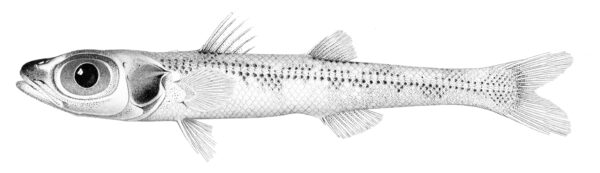 Big-eyed Slender Cardinal Fish (Epigonus atherinoides) |commons:File:Epigonus atherinoides.jpg