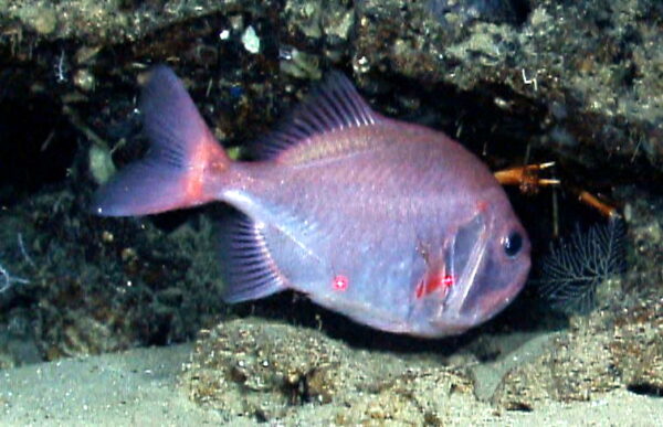 Big Roughy (Gephyroberyx darwinii) |commons:File:Darwin's slimehead (Gephyroberyx darwinii).jpg