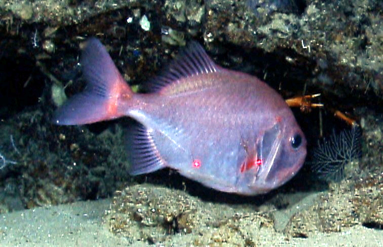 Big Roughy (Gephyroberyx darwinii) |commons:File:Darwin's slimehead (Gephyroberyx darwinii).jpg