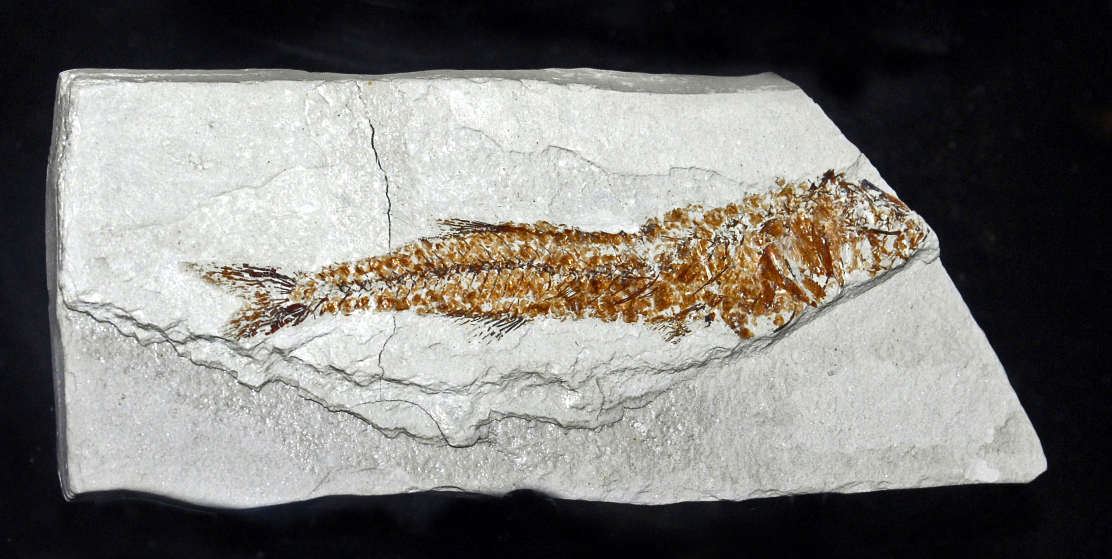 Big-scale Sand Smelt (Atherina boyeri) |commons:File:Aterinidae - Atherina boyeri.JPG