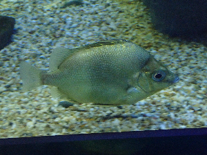 Big-spined Boarfish (Pentaceros japonicus) |commons:File:Pentaceros japonicus.png