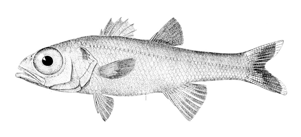 Bigeye (Epigonus pandionis) |commons:File:Epigonus pandionis.jpg