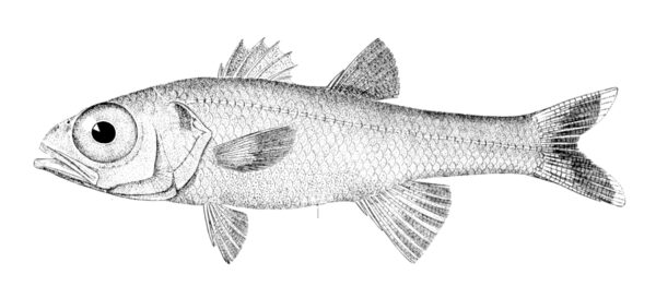 Bigeye (Epigonus pandionis) |commons:File:Epigonus pandionis.jpg