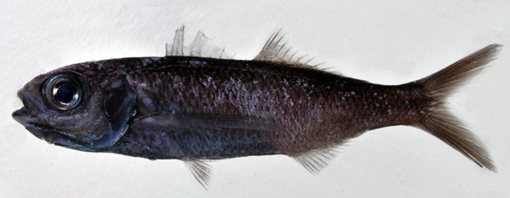 Bigeye Cigarfish (Cubiceps pauciradiatus) |commons:File:Cubiceps pauciradiatus.png