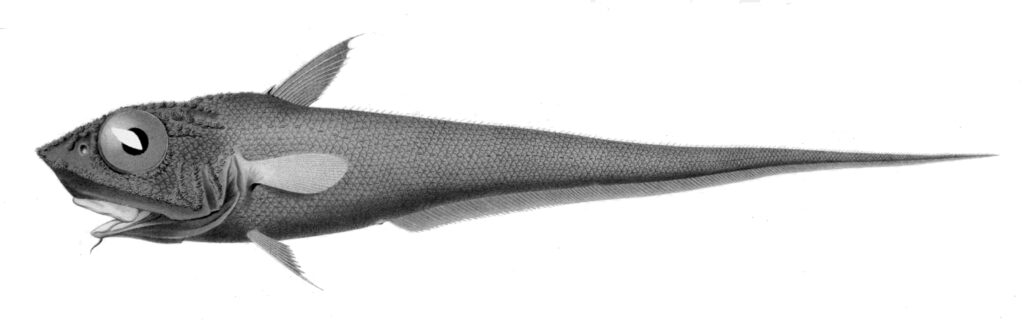 Bigeye Grenadier (Macrourus holotrachys) |commons:File:Macrourus holotrachys.jpg