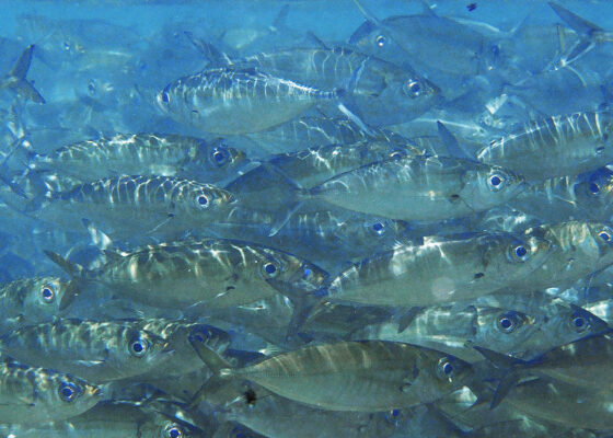 Bigeye Scad (Selar crumenophthalmus) |commons:File:Banc de Selar crumenophthalmus.jpg
