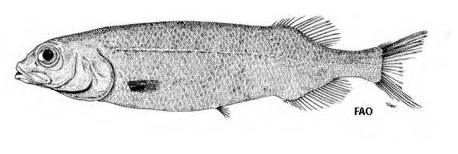 Bigeye Smoothhead (Bajacalifornia megalops) |commons:File:Bajacalifornia megalops.jpg