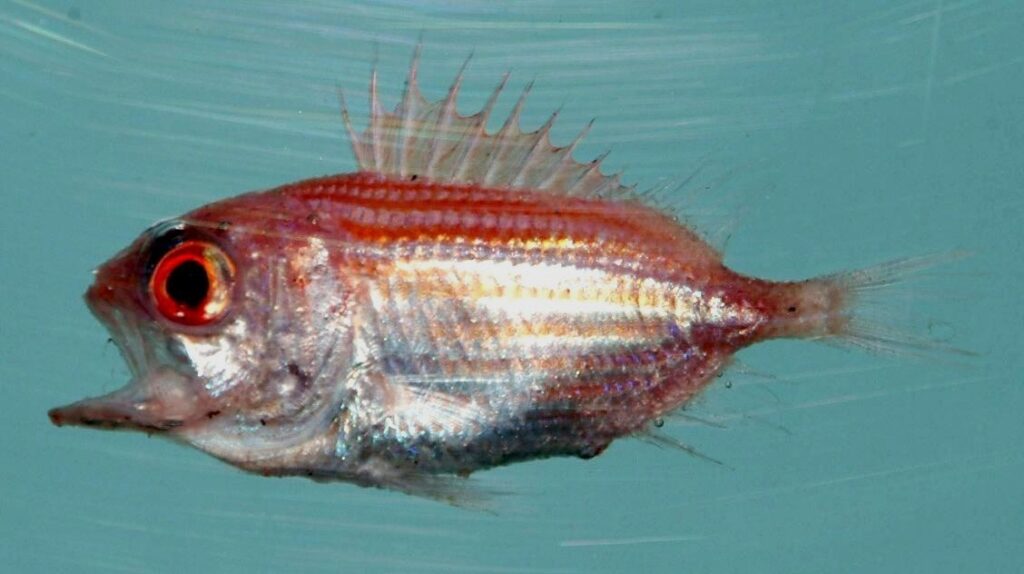 Bigeye Soldierfish (Ostichthys trachypoma) |commons:File:Ostichthys trachypoma.jpg