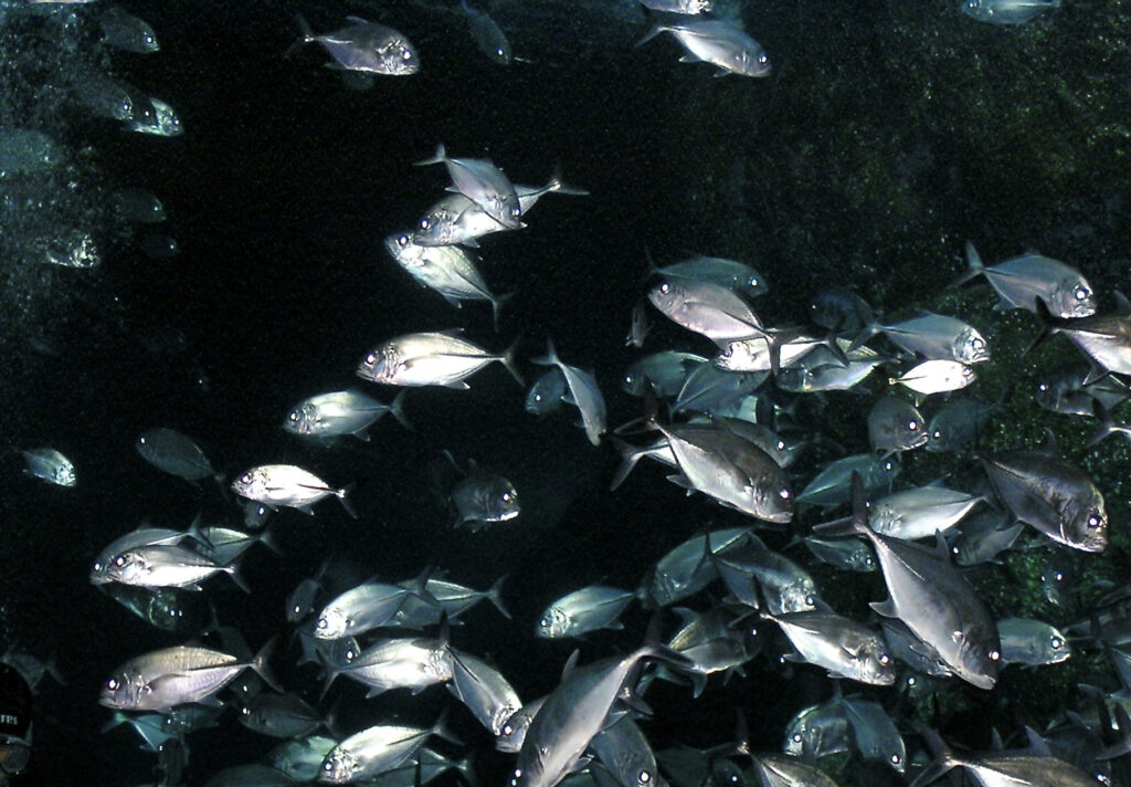 Bigeye Trevally (Caranx sexfasciatus) |commons:File:Carangidae Caranx sexfasciatus 1.jpg