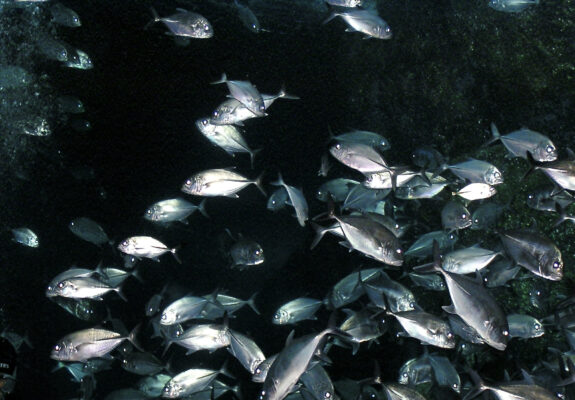 Bigeye Trevally (Caranx sexfasciatus) |commons:File:Carangidae Caranx sexfasciatus 1.jpg