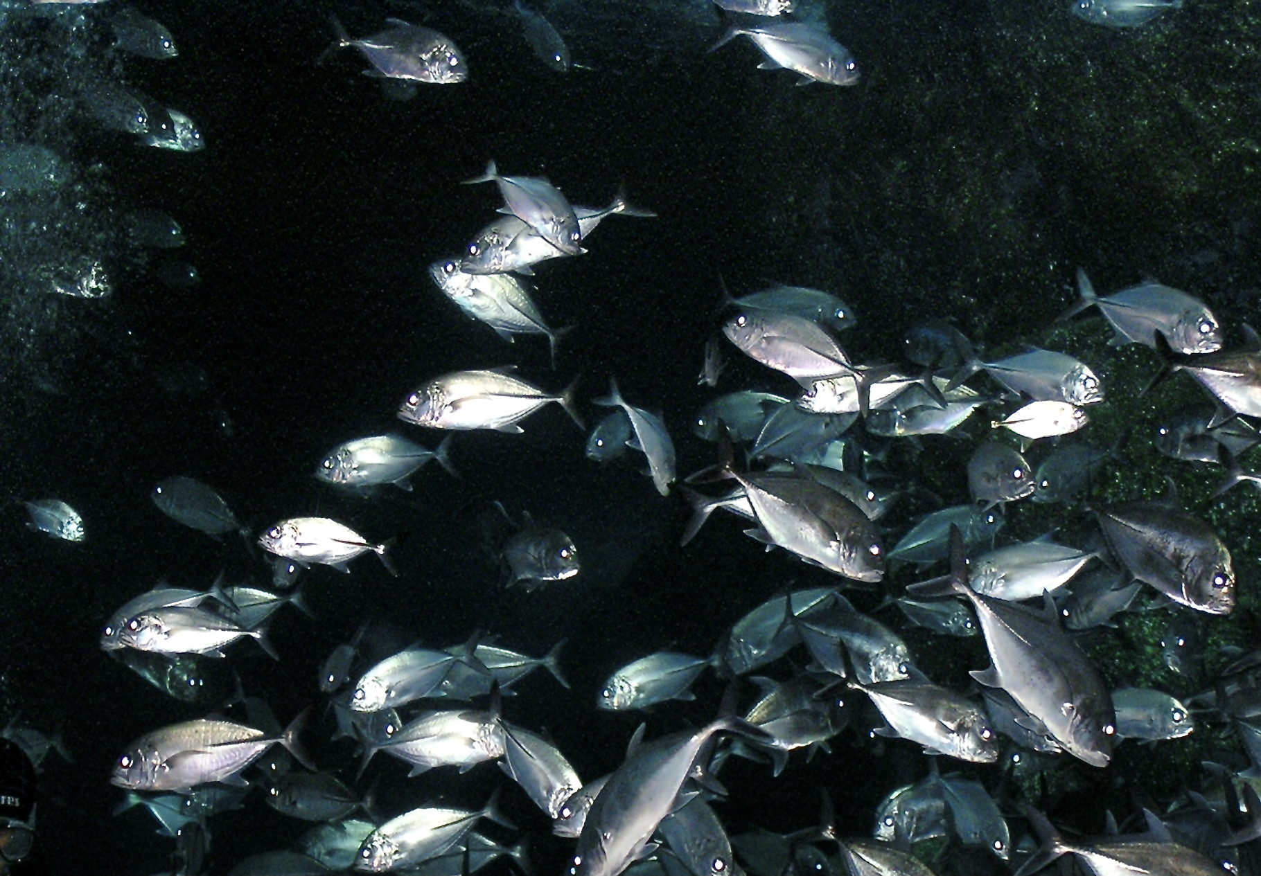 Bigeye Trevally (Caranx sexfasciatus) |commons:File:Carangidae Caranx sexfasciatus 1.jpg