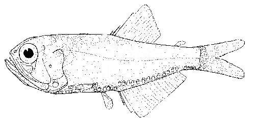 Bighead Portholefish (Margrethia obtusirostra) |commons:File:Margrethia obtusirostra (no common name).gif