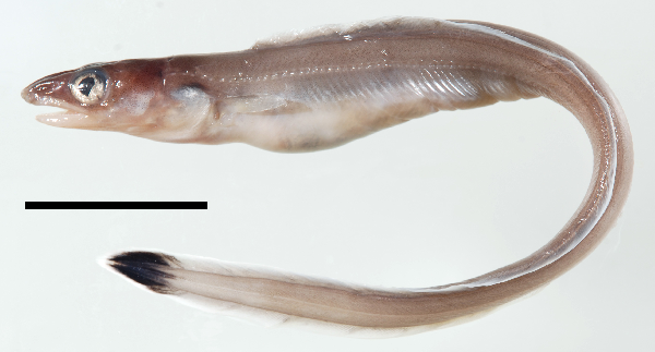 Bigmouth Conger (Congriscus megastoma) |commons:File:Congriscus megastoma.png