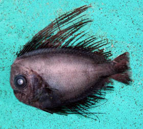 Bigmouth manefish (Caristius macropus) |commons:File:Caristius macropus.jpg