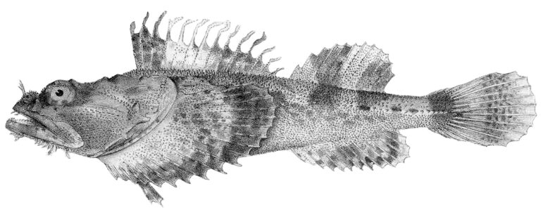 Bigmouth Sculpin (Hemitripterus bolini) |commons:File:Hemitripterus bolini.jpeg