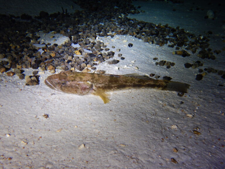 Bigmouth Sleeper (Gobiomorus dormitor) |commons:File:Gobiomorus dormitor, Quintana Roo, Mexico, 2016.jpg