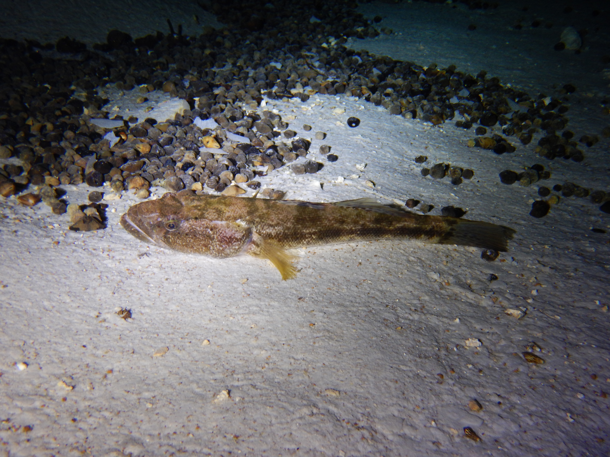 Bigmouth Sleeper (Gobiomorus dormitor) |commons:File:Gobiomorus dormitor, Quintana Roo, Mexico, 2016.jpg