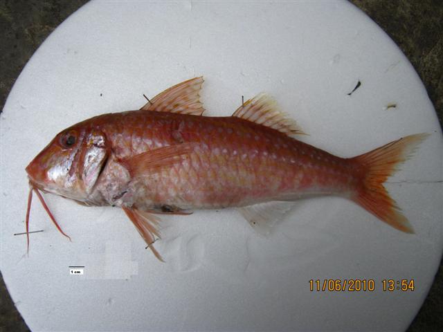 bigscale goatfish (Pseudupeneus grandisquamis) |commons:File:Pseudupeneus grandisquamis.JPG