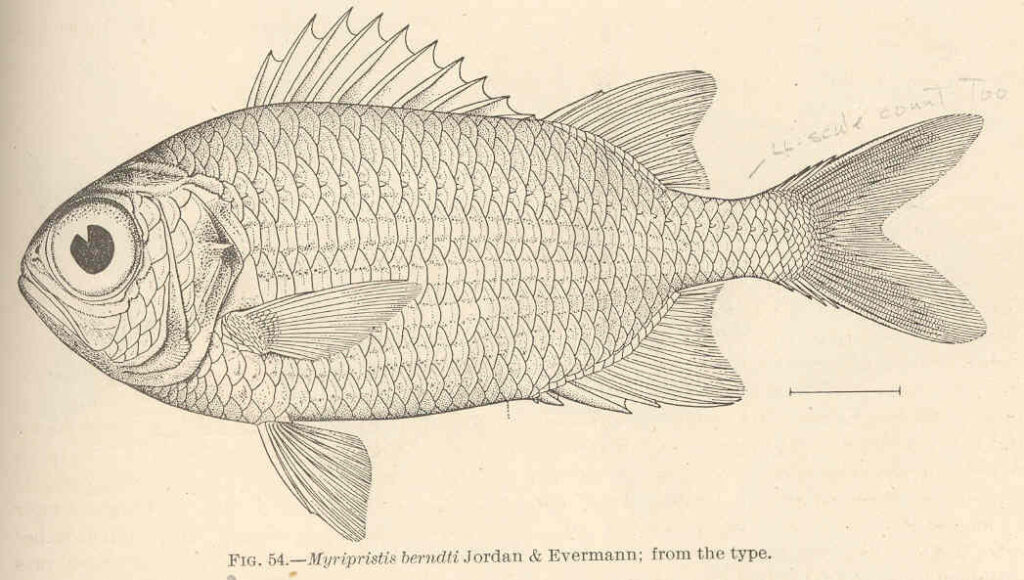 Bigscale Soldierfish (Myripristis berndti) |commons:File:FMIB 42418 Myripristis berndti Jordan & Evermann; from the type.jpeg