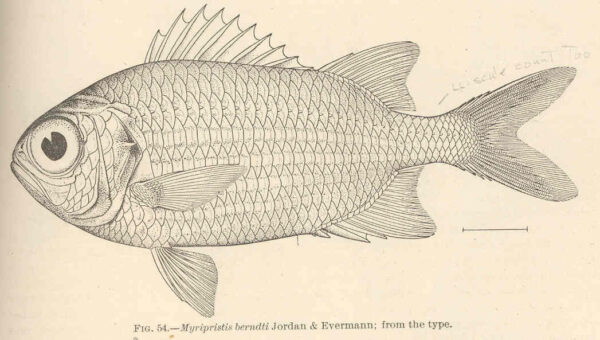 Bigscale Soldierfish (Myripristis berndti) |commons:File:FMIB 42418 Myripristis berndti Jordan & Evermann; from the type.jpeg