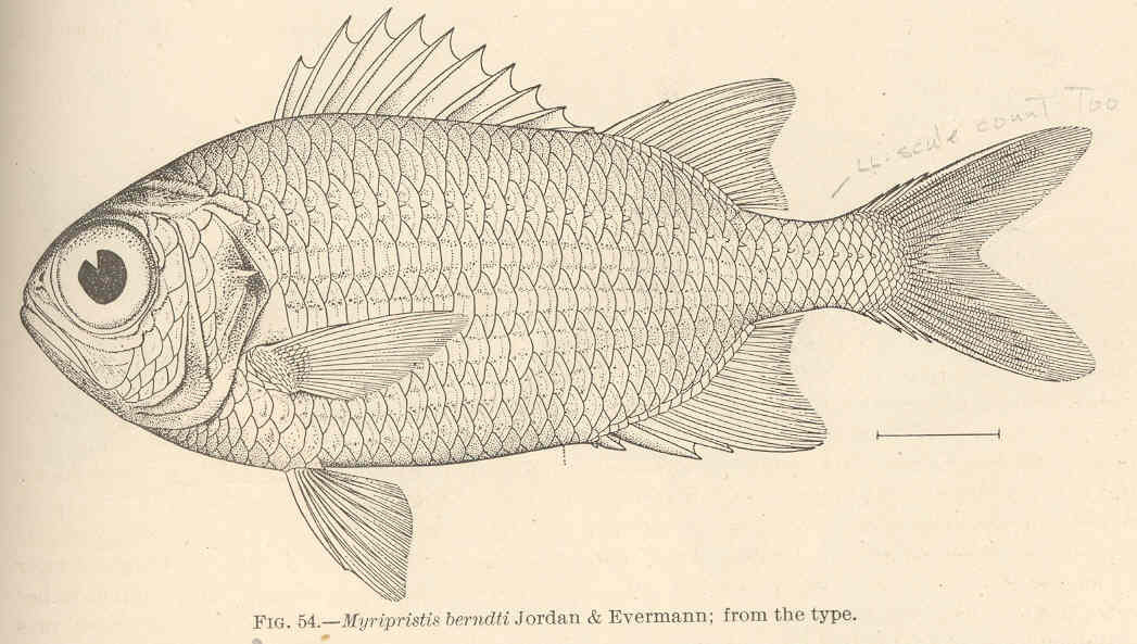 Bigscale Soldierfish (Myripristis berndti) |commons:File:FMIB 42418 Myripristis berndti Jordan & Evermann; from the type.jpeg