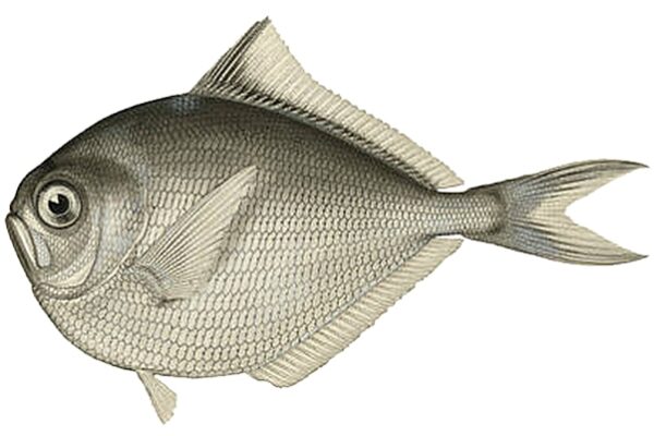 Bigtooth Pomfret (Brama orcini) |commons:File:Brama orcini.jpg