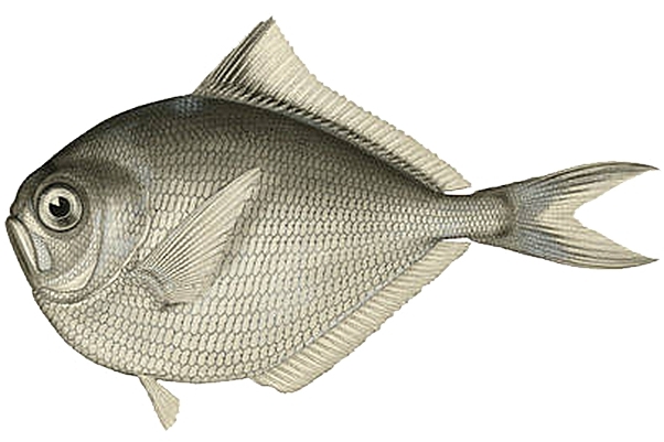 Bigtooth Pomfret (Brama orcini) |commons:File:Brama orcini.jpg