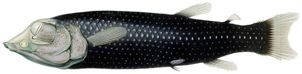 Binocular Fish (Winteria telescopa) |commons:File:Winteria telescopa.png