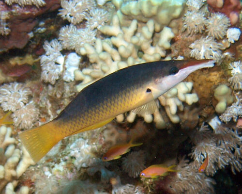 Birdmouth Wrasse (Gomphosus caeruleus) |commons:File:Gomphosus caeruleus.jpg