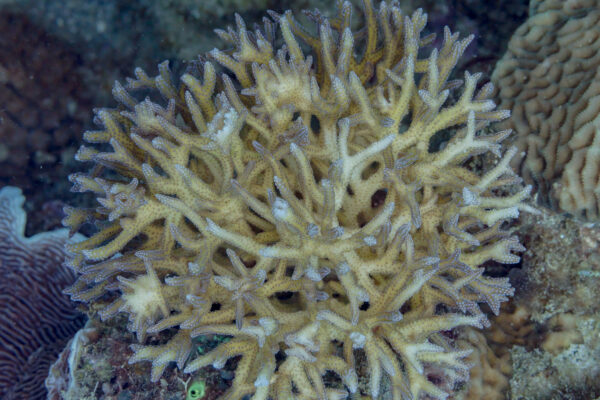 Birdsnest Coral Seriatopora hystrix
