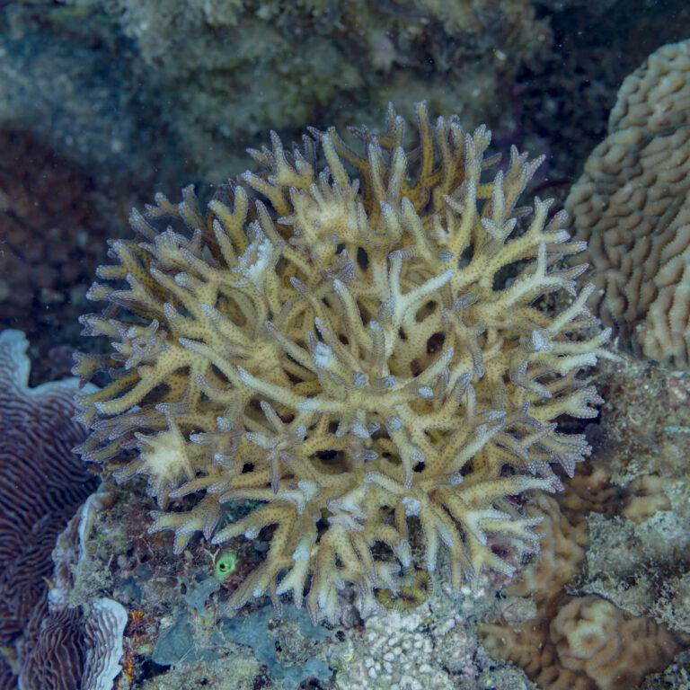 Birdsnest Coral Seriatopora hystrix
