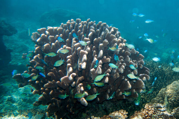 Black Axil Chromis (Chromis atripectoralis) |commons:File:Black-axil and bluegreen chromis, Chromis atripectoralis and C. viridis (7669151820).jpg