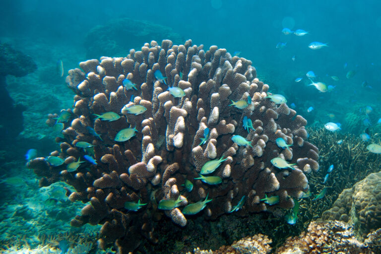 Black Axil Chromis (Chromis atripectoralis) |commons:File:Black-axil and bluegreen chromis, Chromis atripectoralis and C. viridis (7669151820).jpg
