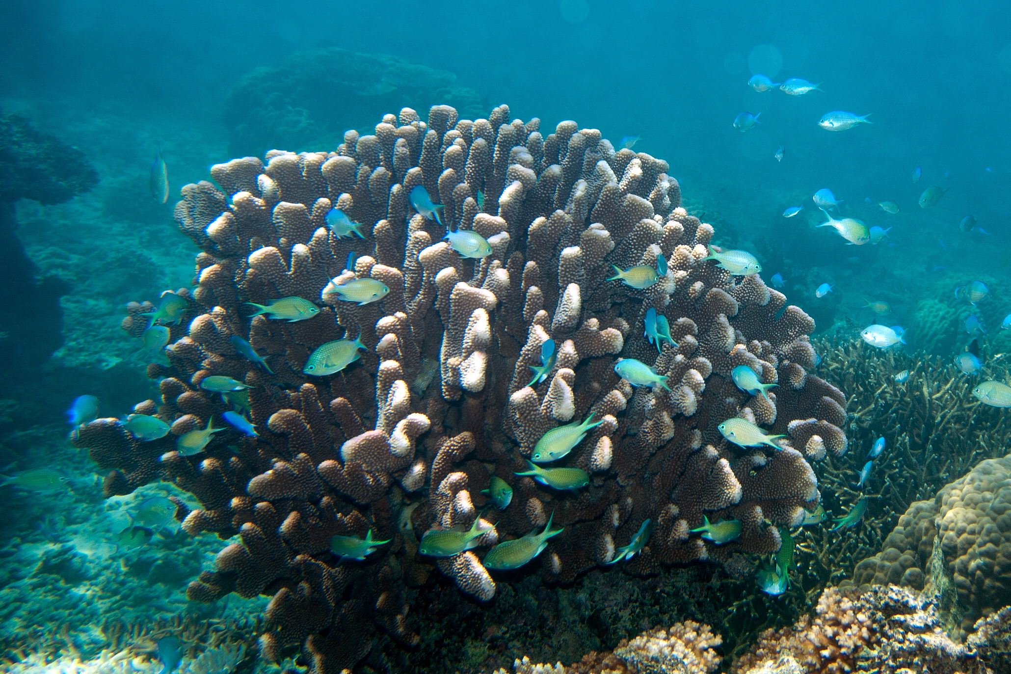 Black Axil Chromis (Chromis atripectoralis) |commons:File:Black-axil and bluegreen chromis, Chromis atripectoralis and C. viridis (7669151820).jpg