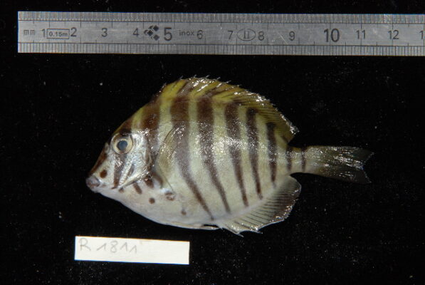 Black-barred Surgeonfish (Acanthurus polyzona) |commons:File:Acanthurus polyzona.jpg