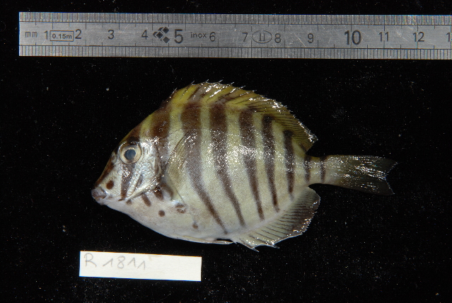 Black-barred Surgeonfish (Acanthurus polyzona) |commons:File:Acanthurus polyzona.jpg