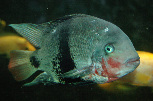 Black Belt Cichlid (Vieja maculicauda) |commons:File:Vieja maculicauda.jpg
