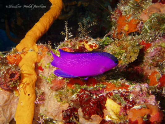 Black Cap Basslet (Gramma melacara) |commons:File:Gramma melacara 249499332.jpg