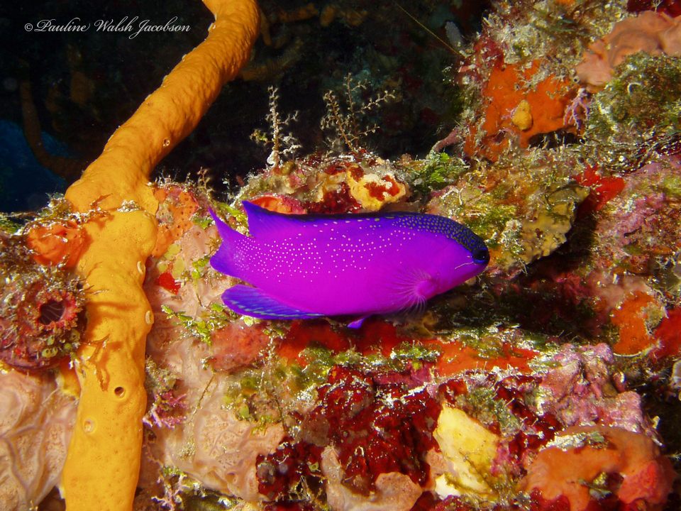 Black Cap Basslet (Gramma melacara) |commons:File:Gramma melacara 249499332.jpg