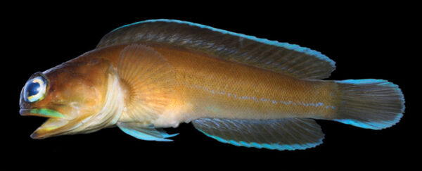 Black Cap Jawfish (Opistognathus lonchurus) |commons:File:Opistognathus lonchurus (10.3897-zookeys.794.26789) Figure 16.jpg