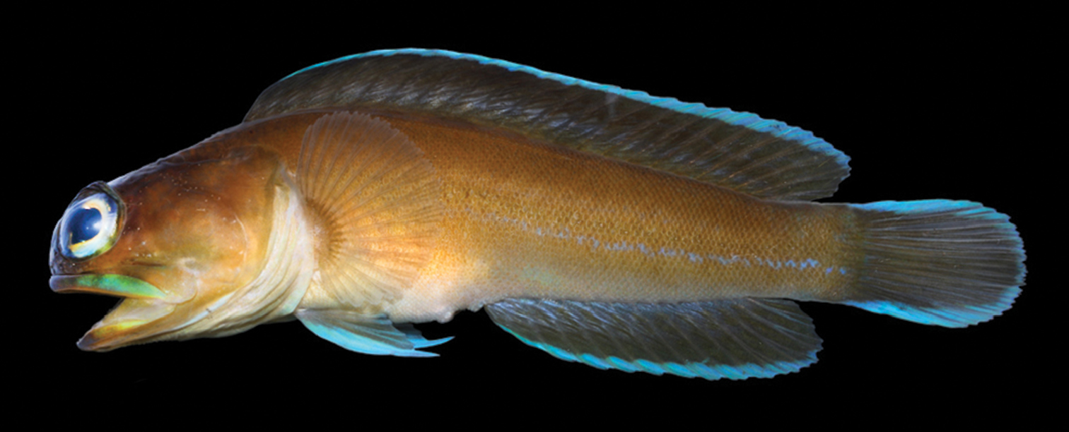 Black Cap Jawfish (Opistognathus lonchurus) |commons:File:Opistognathus lonchurus (10.3897-zookeys.794.26789) Figure 16.jpg