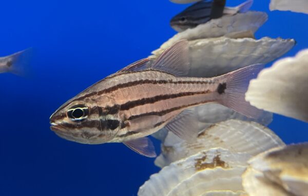 Black Cardinalfish (Apogon doederleini) |commons:File:Apogon doederleini Uotto.jpg