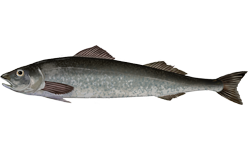 Black Cod (Anoplopoma fimbria) |commons:File:Anoplopoma fimbria.png