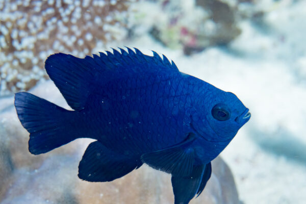 Black Damsel Neoglyphidodon melas