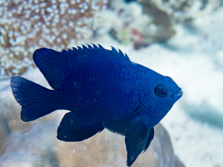 Black Damsel Neoglyphidodon melas