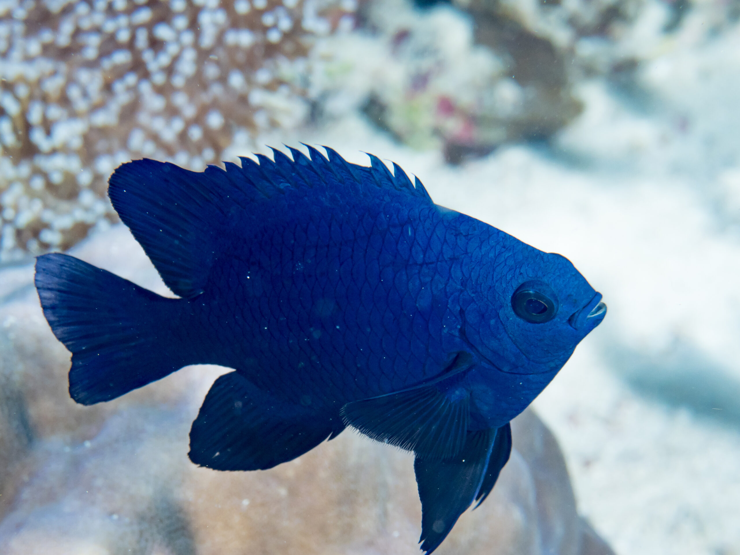 Black Damsel Neoglyphidodon melas