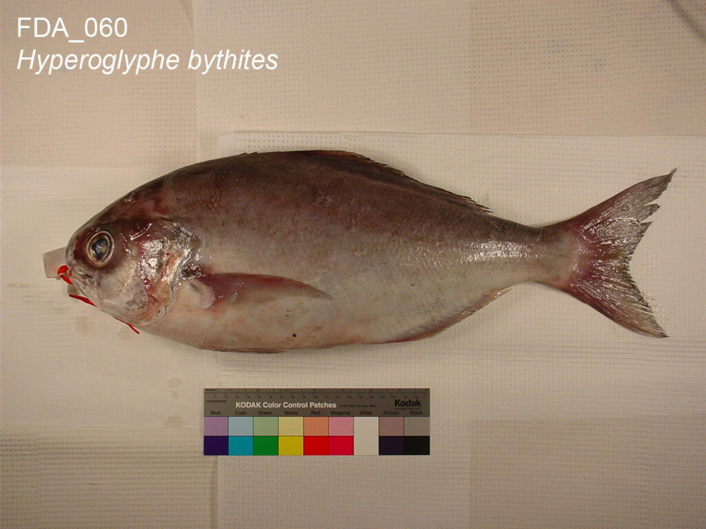 black driftfish (Hyperoglyphe bythites) |commons:File:Hyperoglyphe bythites (FDA 060).jpg